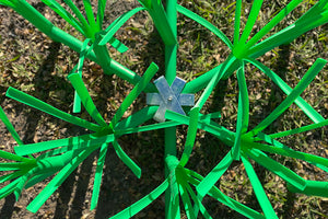 Looking down on Honey Hole Grass Bed Habitat
