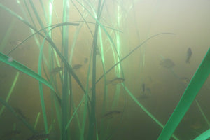 Fish Swimming in Honey Hole Grass