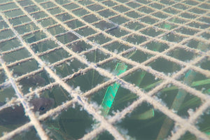 Mega nursery underwater