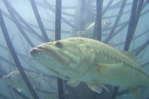 Bass in Honey Hole Tree