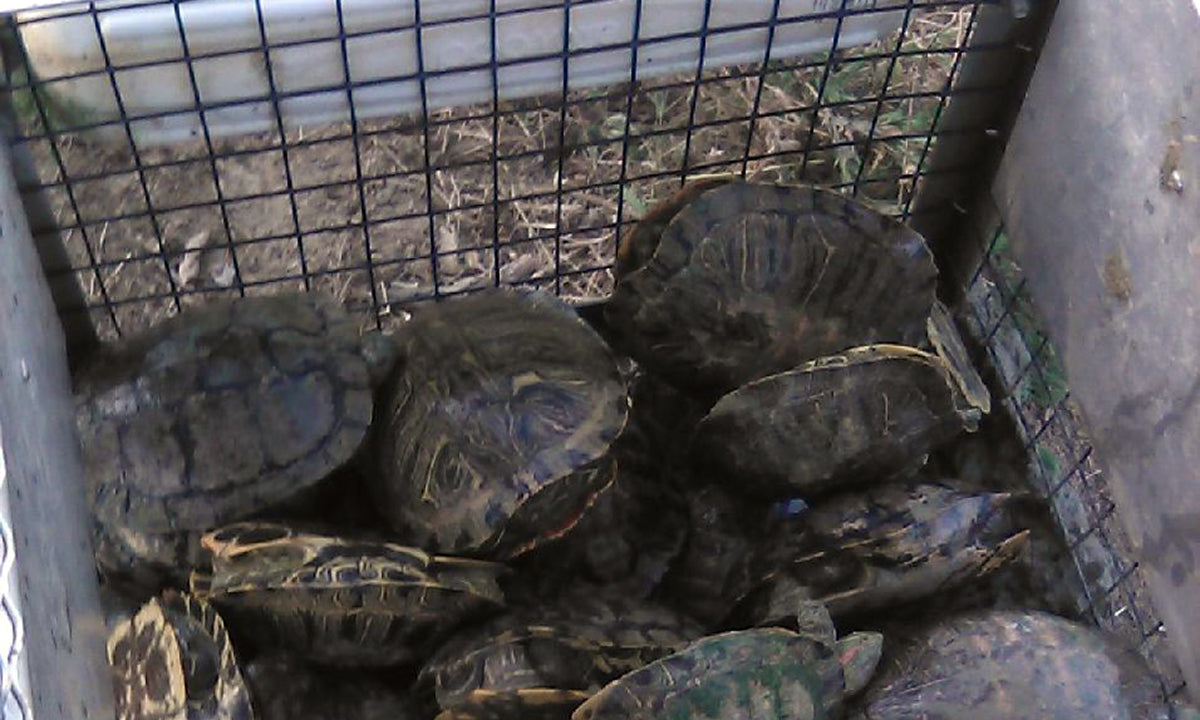 Turtle Trap | Catch Sunbathing Turtles