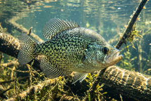 Black Crappie