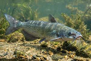 Channel Catfish