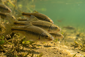 Minnows (per lb)