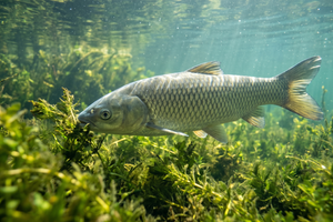 Grass Carp