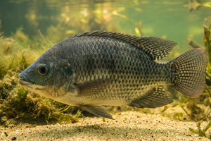 Mozambique tilapia (per lb)