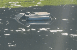 Sunbathing turtle falling into a trap on a pond