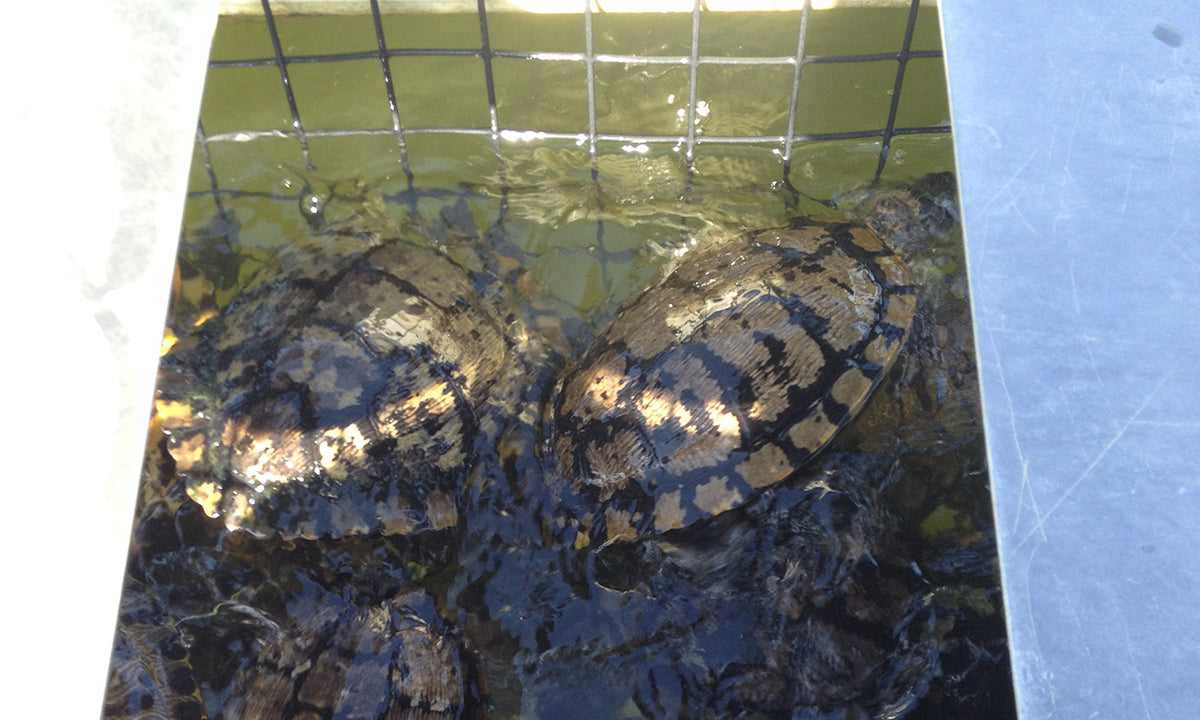 Floating Turtle Trap | Catch Sunbathing Turtles | Live Turtle Trap