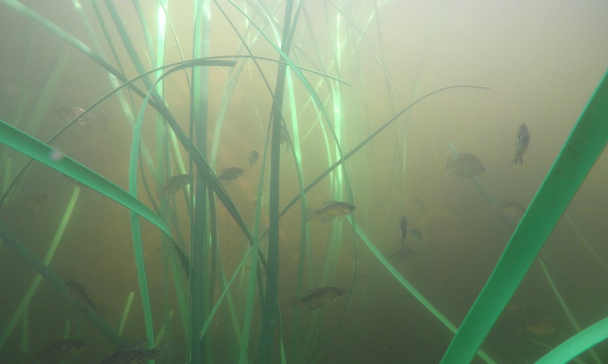 Fish Swimming in Honey Hole Grass