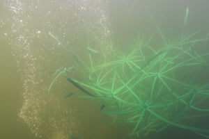 The Honey Hole Fish Habitat Underwater