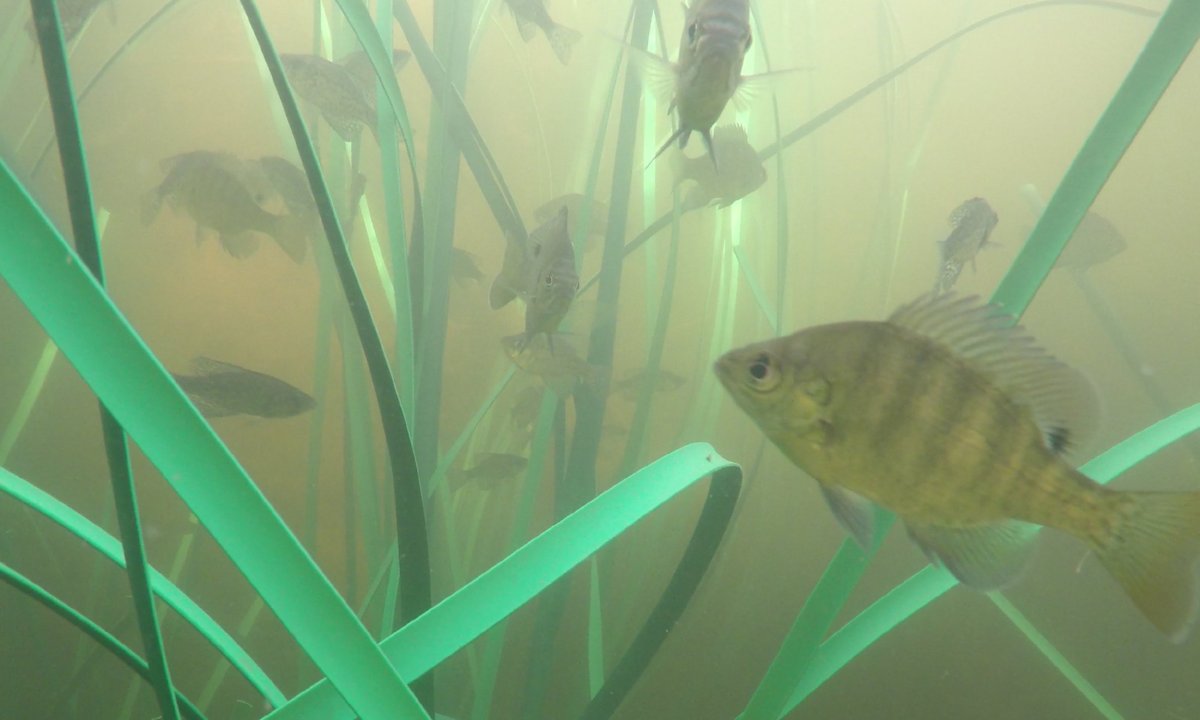 Artificial Fish Habitat | Honey Hole Reeds | Artificial Pond Vegetation