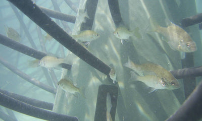 Fish using Artificial Fish Habitat