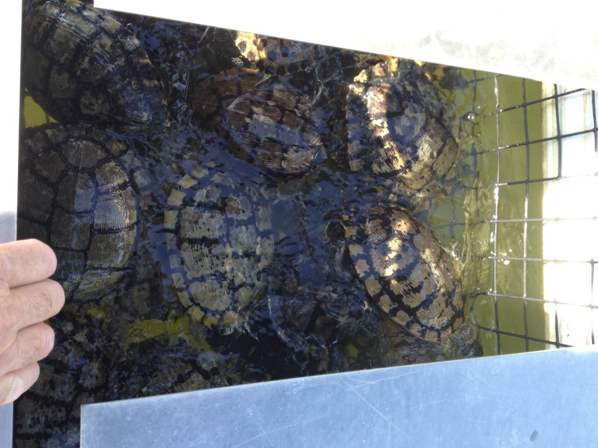 Turtle Trap full of turtles